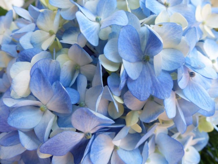 blue_hydrangeas-2000x1500